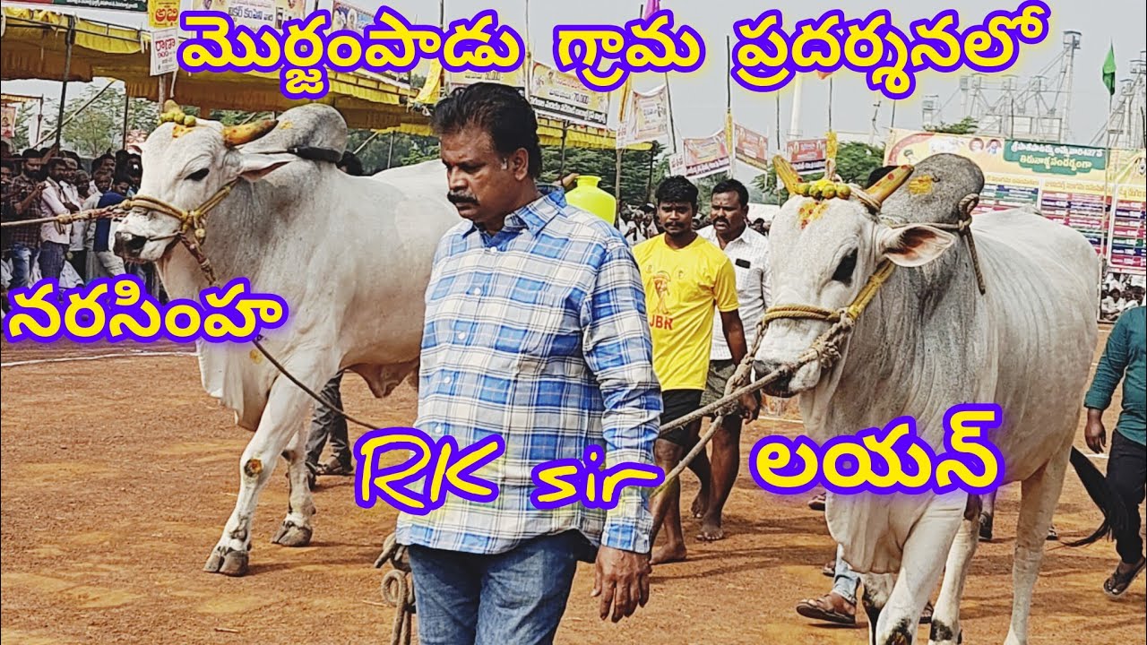 7వ జత RK బుల్స్ అత్తొట శిరీష చౌదరి శివకృష్ణ చౌదరి,వేటపాలేం,బాపట్ల జిల్లా(🌱నరసింహ & లయన్🌱)...*🦁