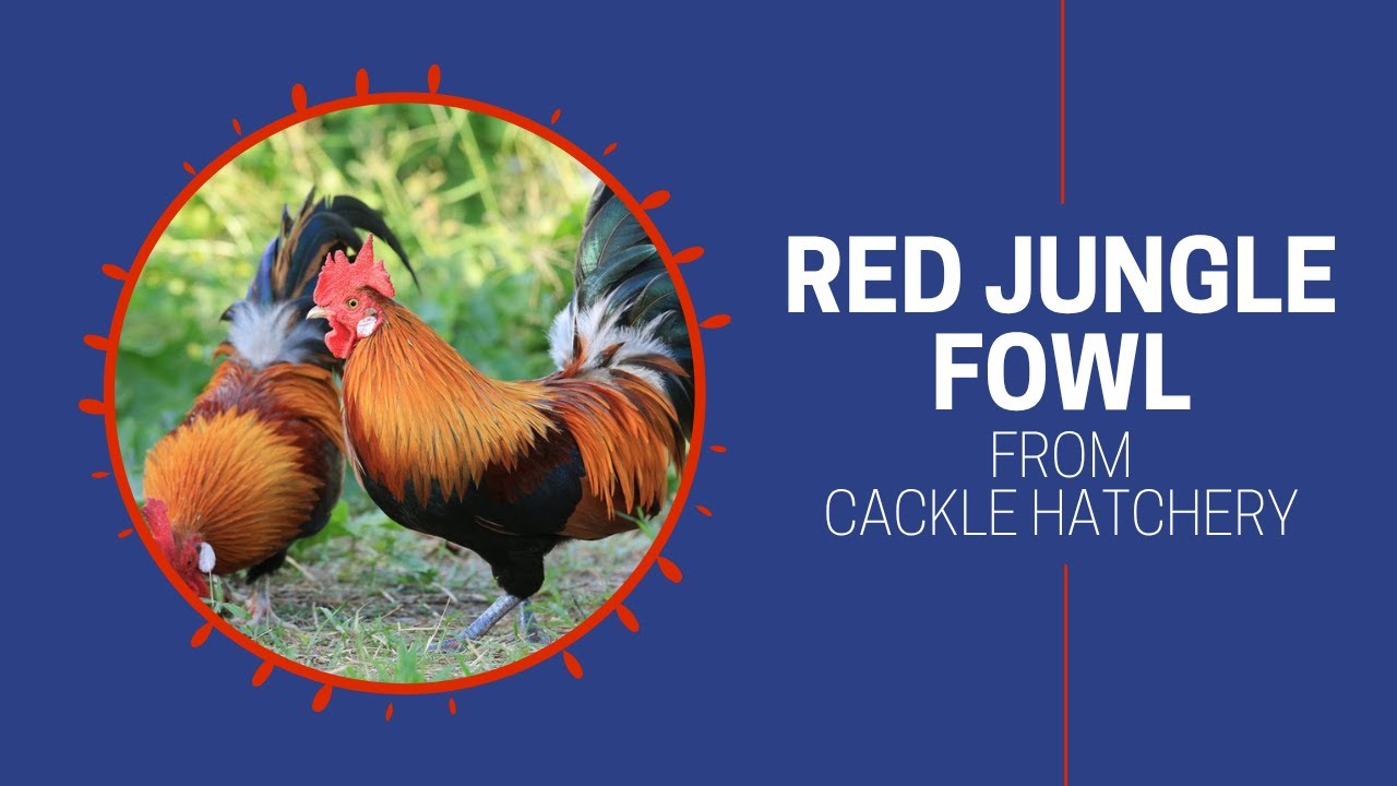 Red Jungle Fowl Chicken Breed | Cackle Hatchery