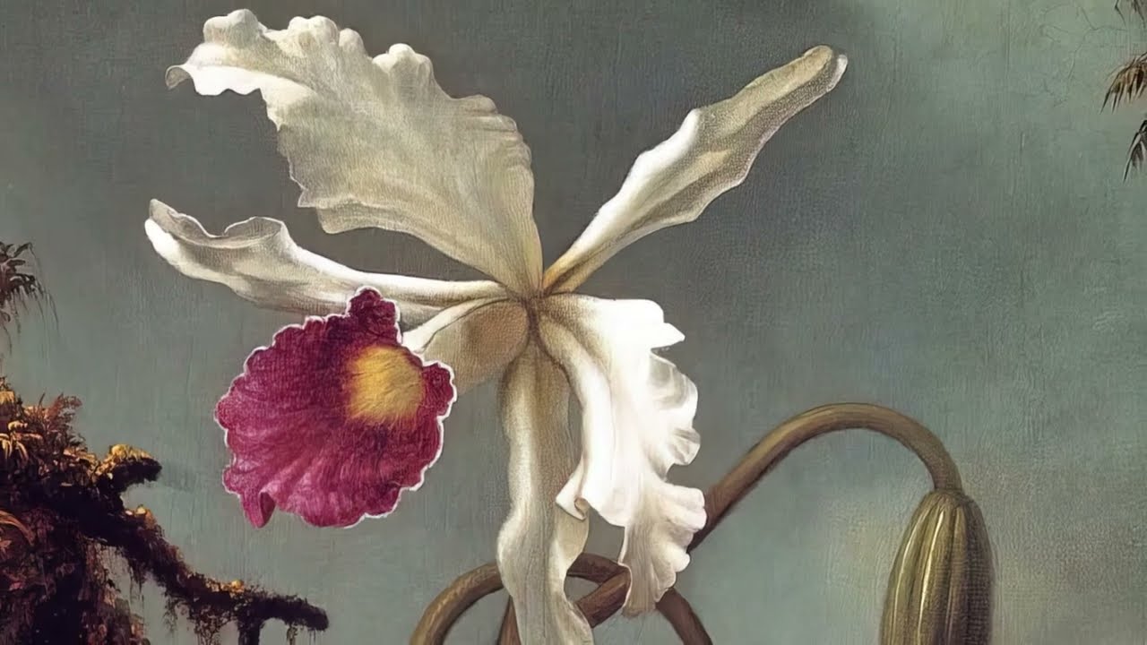 Martin Johnson Heade's White Brazilian Orchid
