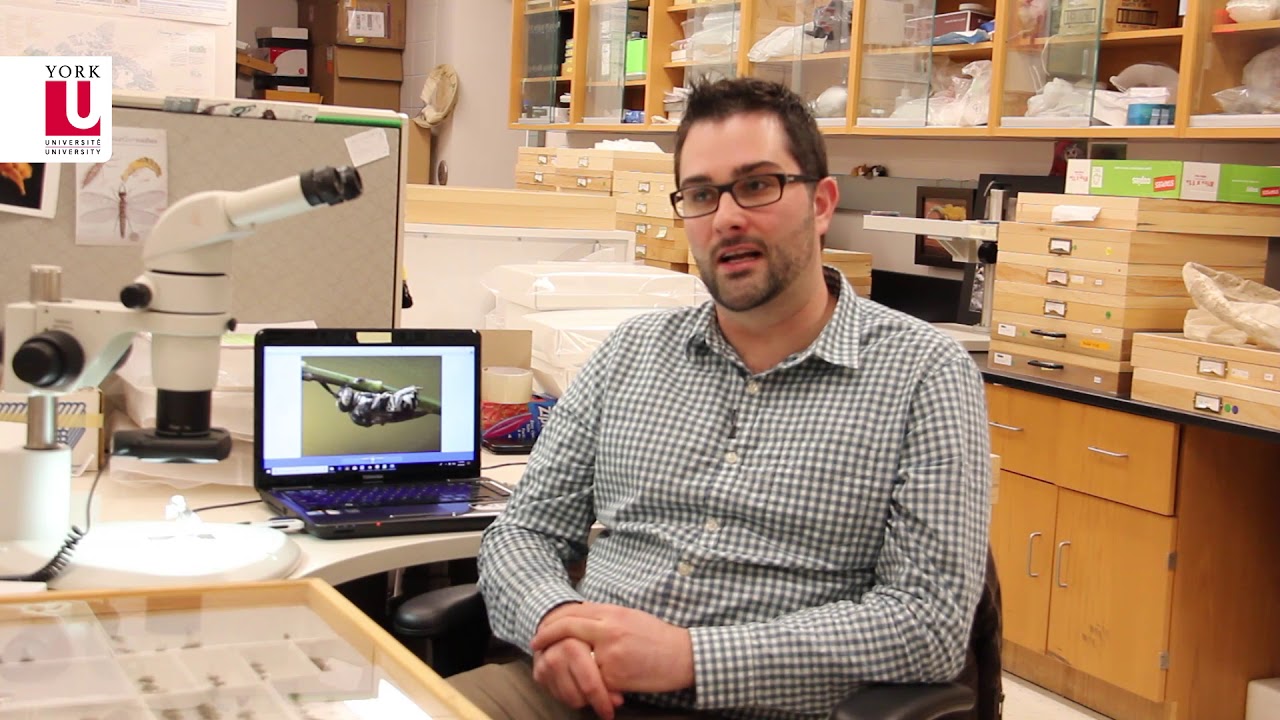 New species of cuckoo bees found by York U PhD Candidate