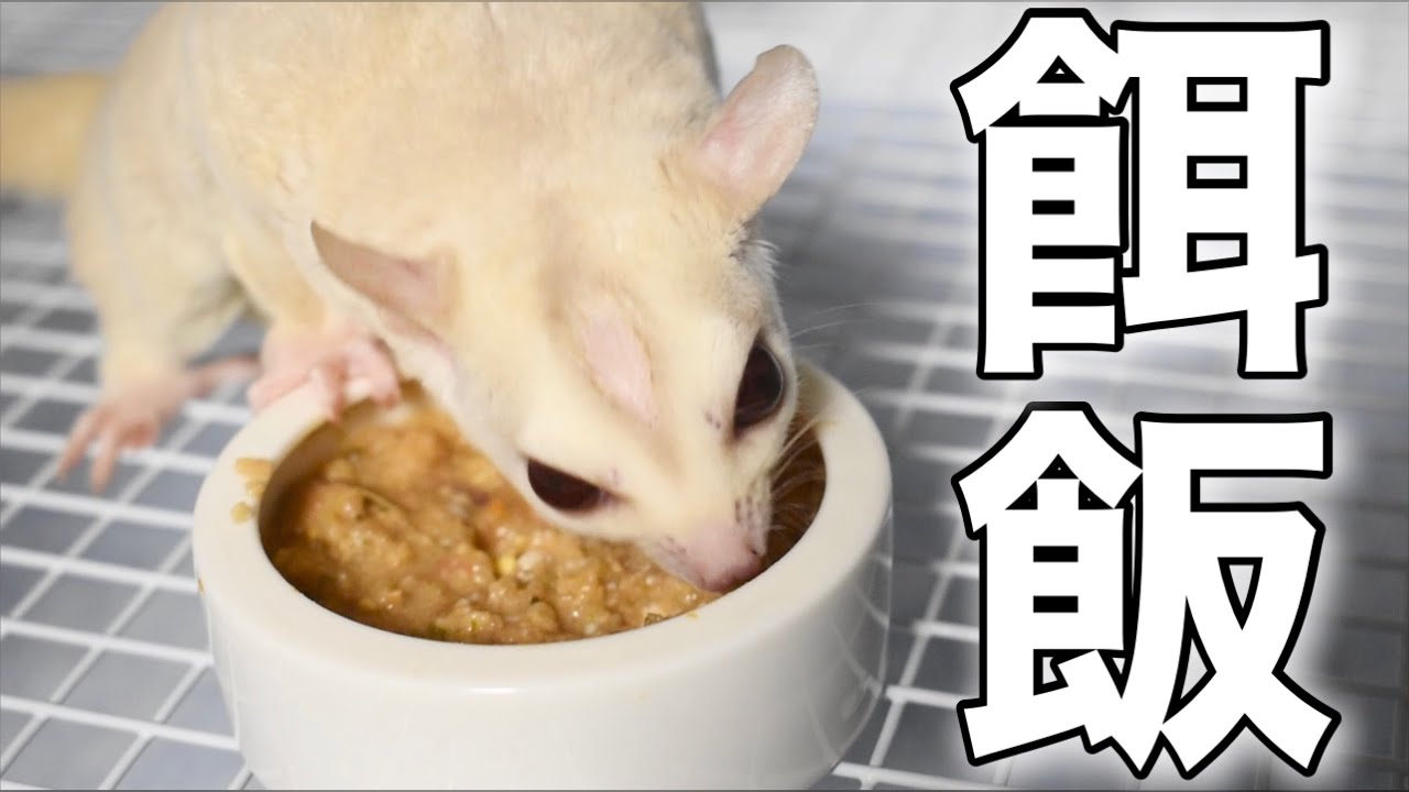 モモンガに手作り餌をあげてみると&hellip;