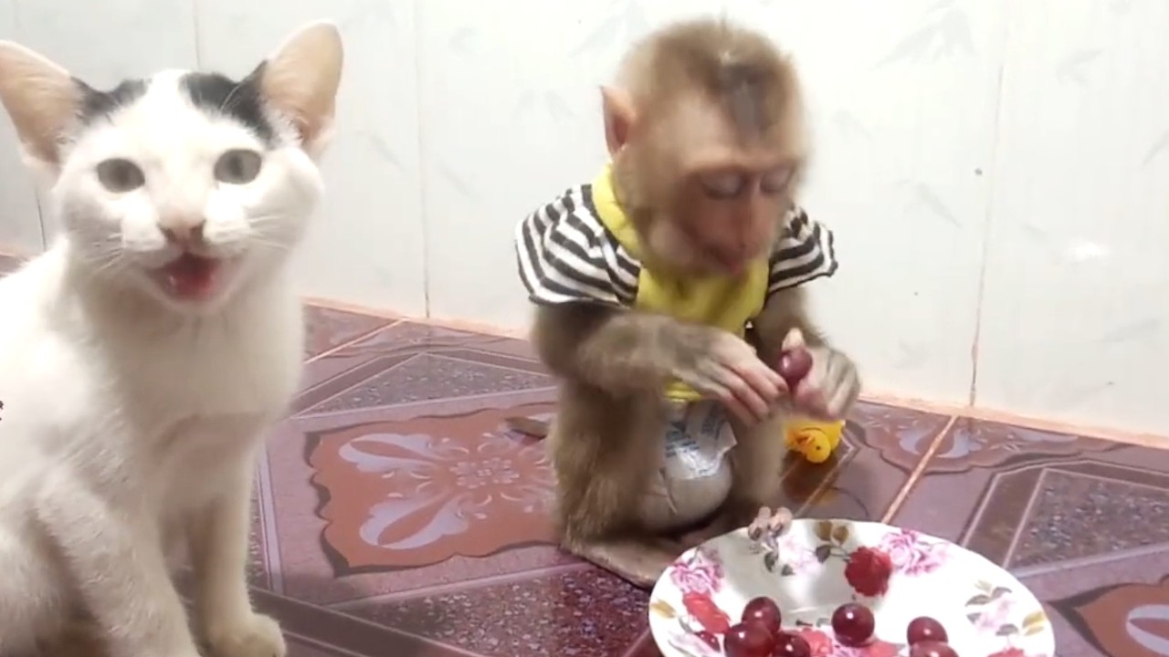 Wow!! wonderful LIORA is eating delicious grapes and the cat is sitting next to her waiting to play