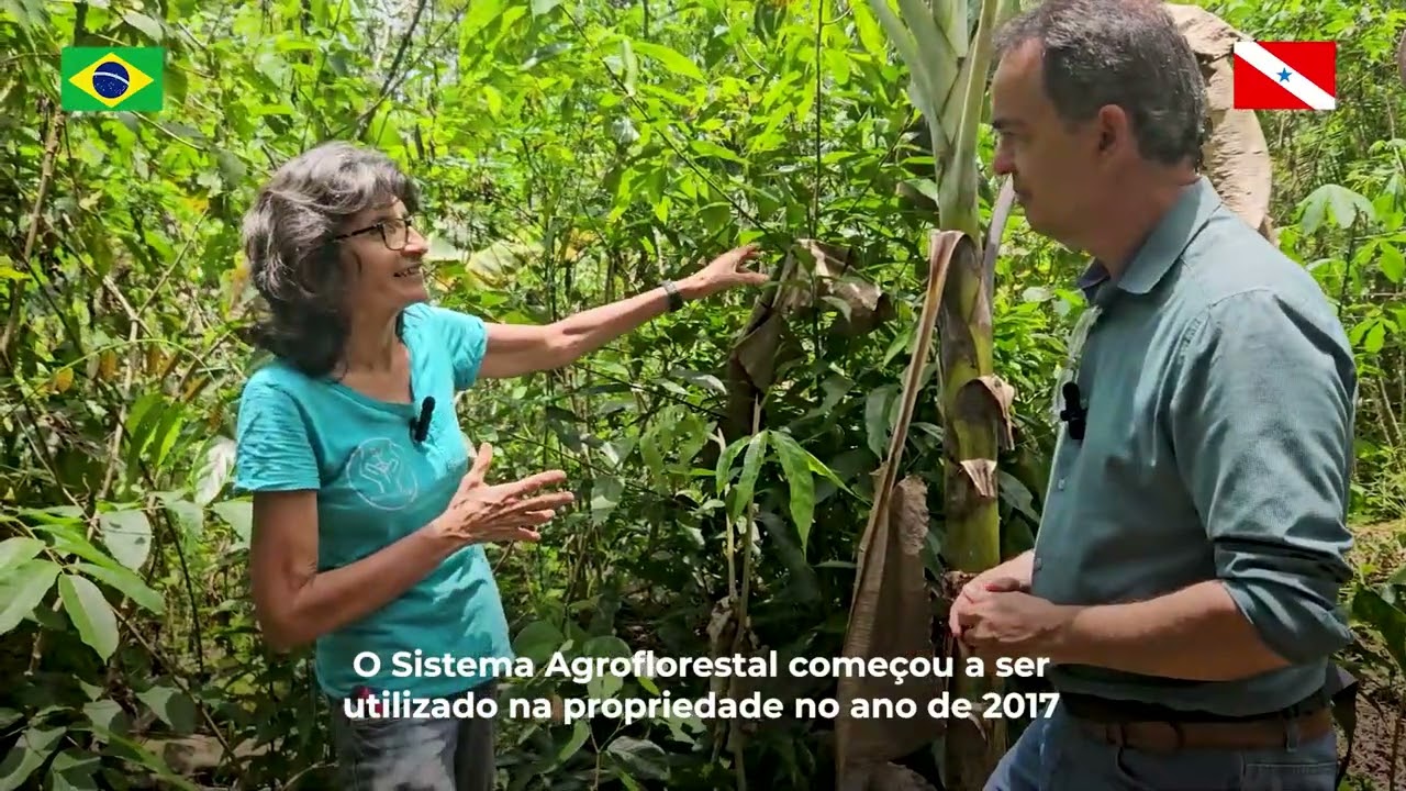 Sistema Agroflorestal no Pará