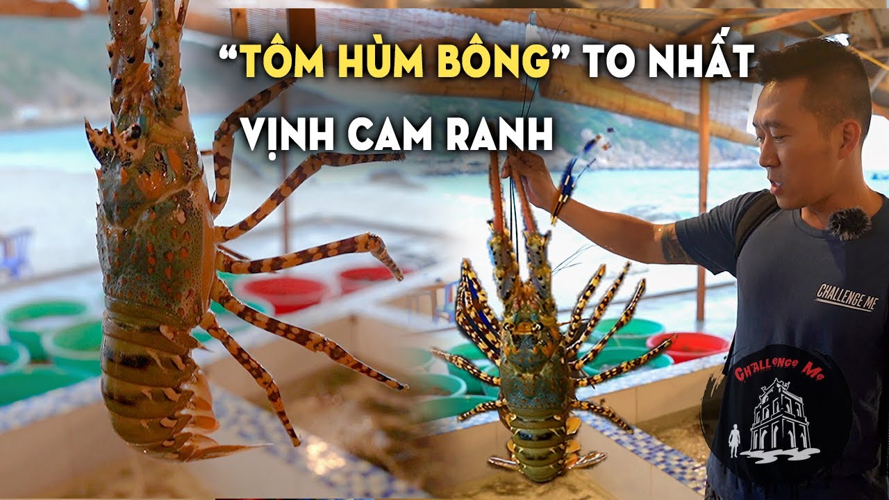 Biến Cá NÓC 