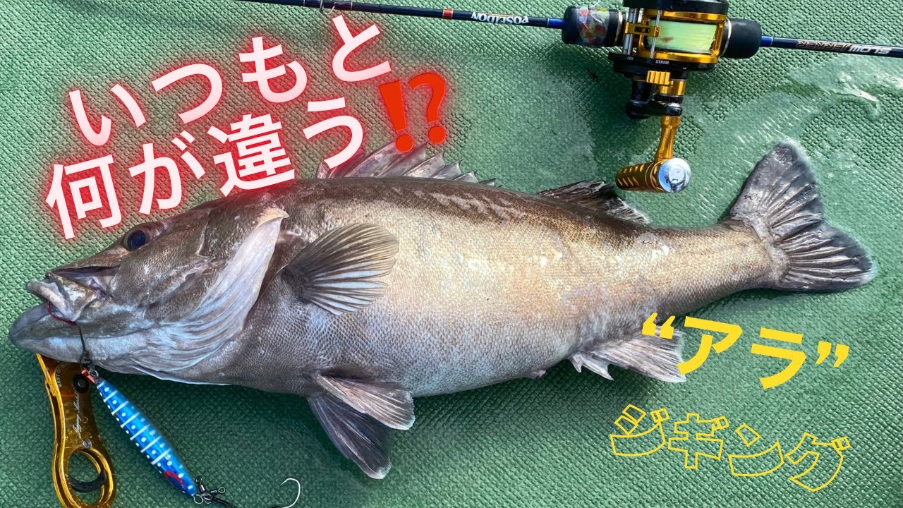 夏の奇跡の”アラ” いつもの中深海と違いや思ったことをそのまま書いていきます。輪島　アラジギング　RedfishBluefish手巻き深海専門店