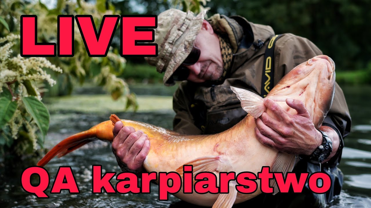 LIVE - QA karpiarstwo by STAN