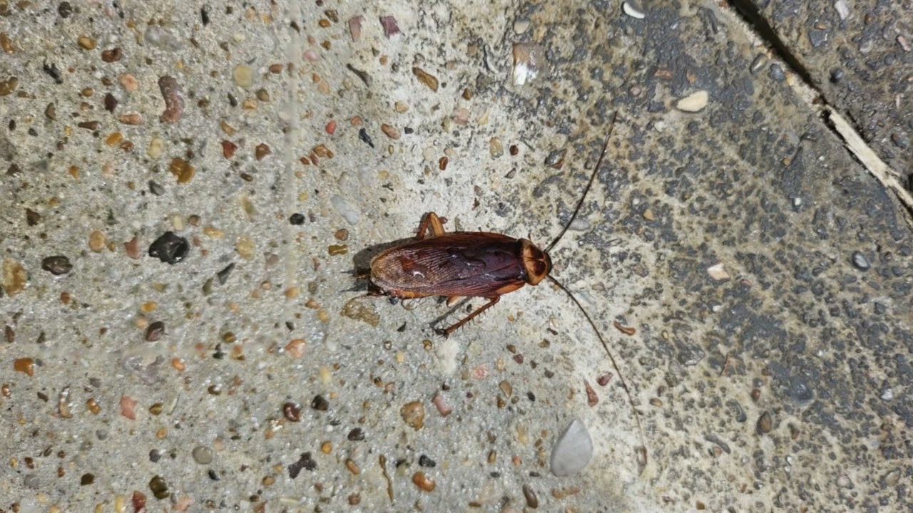 Pest Control Near Me: Exterminator Services & Rodent Control | Cypress, Katy, Houston