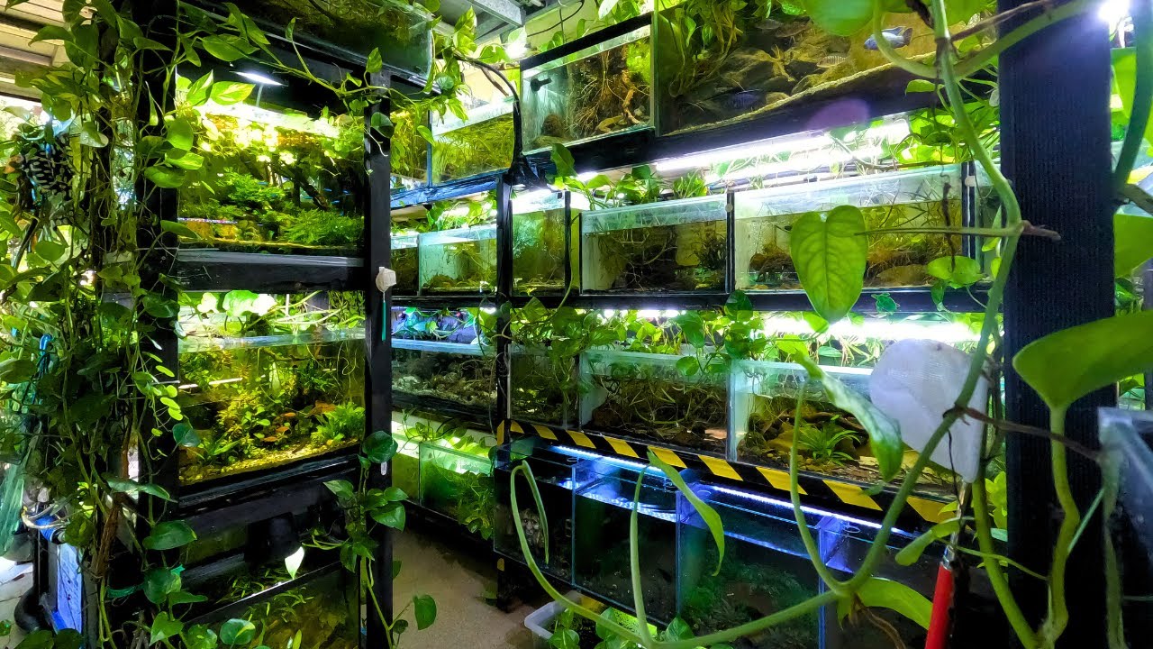 111 Aquariums and Ponds in this Home | In Depth Tour