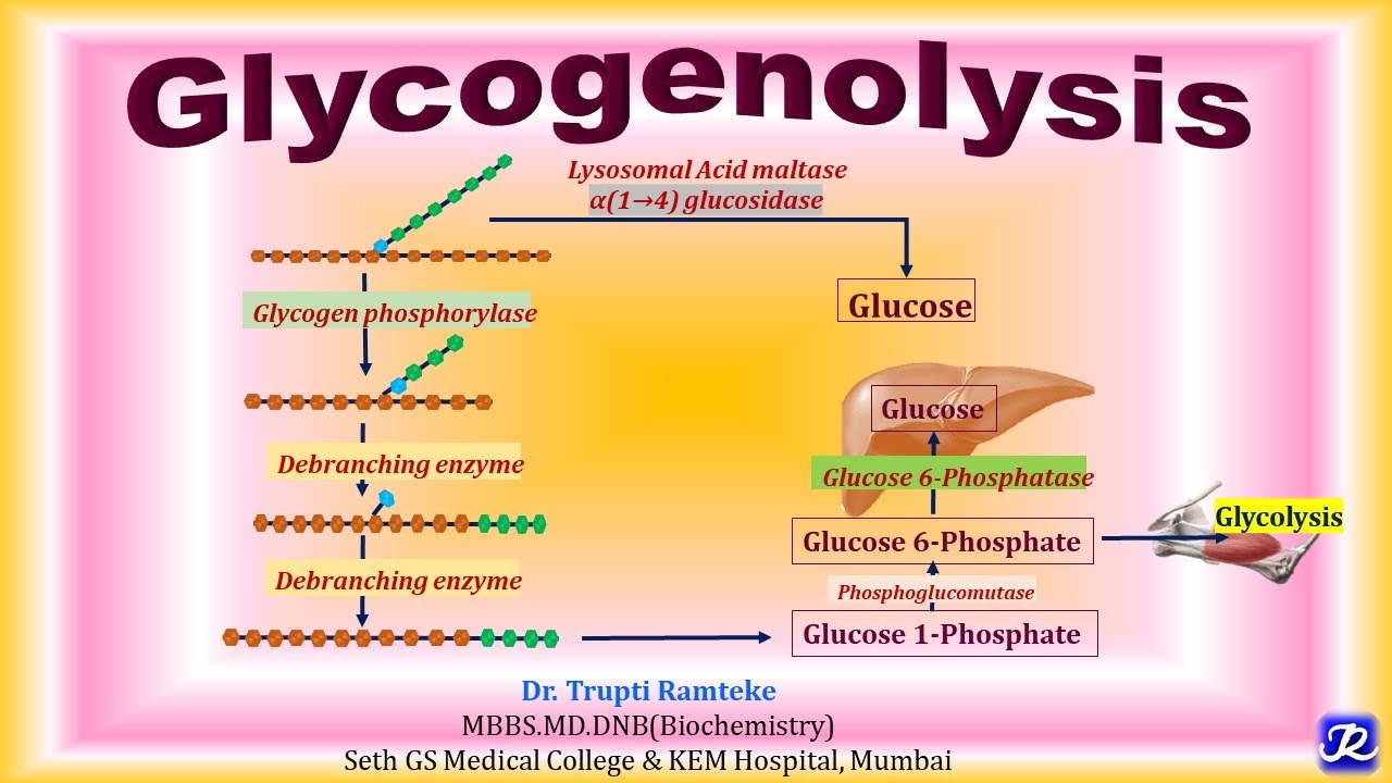 13: Glycogenolysis | Carbohydrate Metabolism | Biochemistry |N'JOY Biochemistry