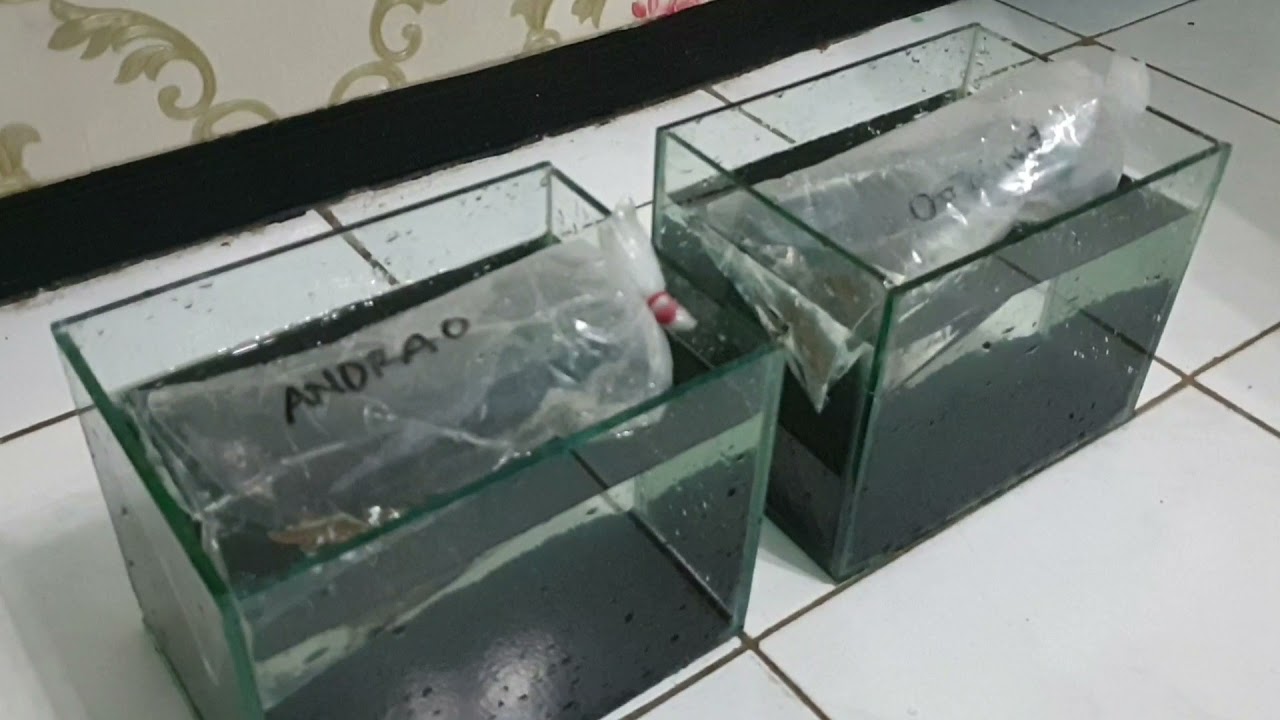 UNBOXING CHANNA ANDRAO WC.GONDRONG BERMENTAL!!!!