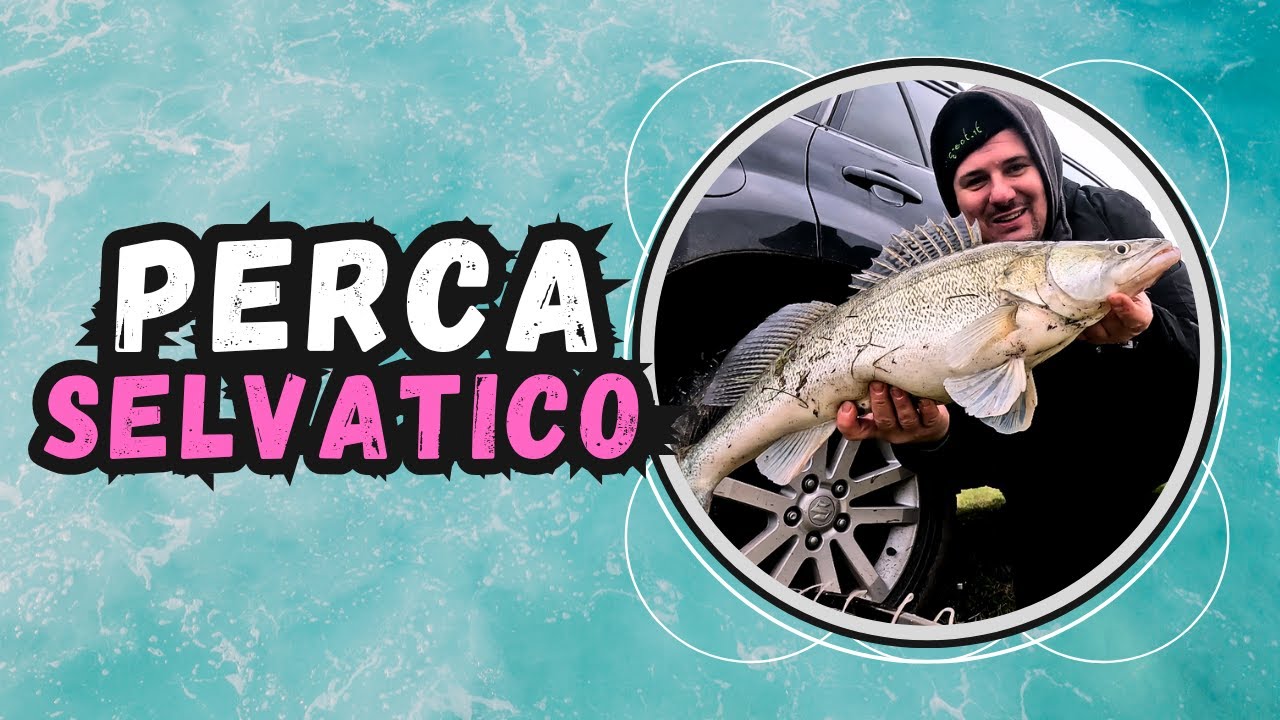 Pescare il perca a spinning dove l’acqua resiste | Polesine