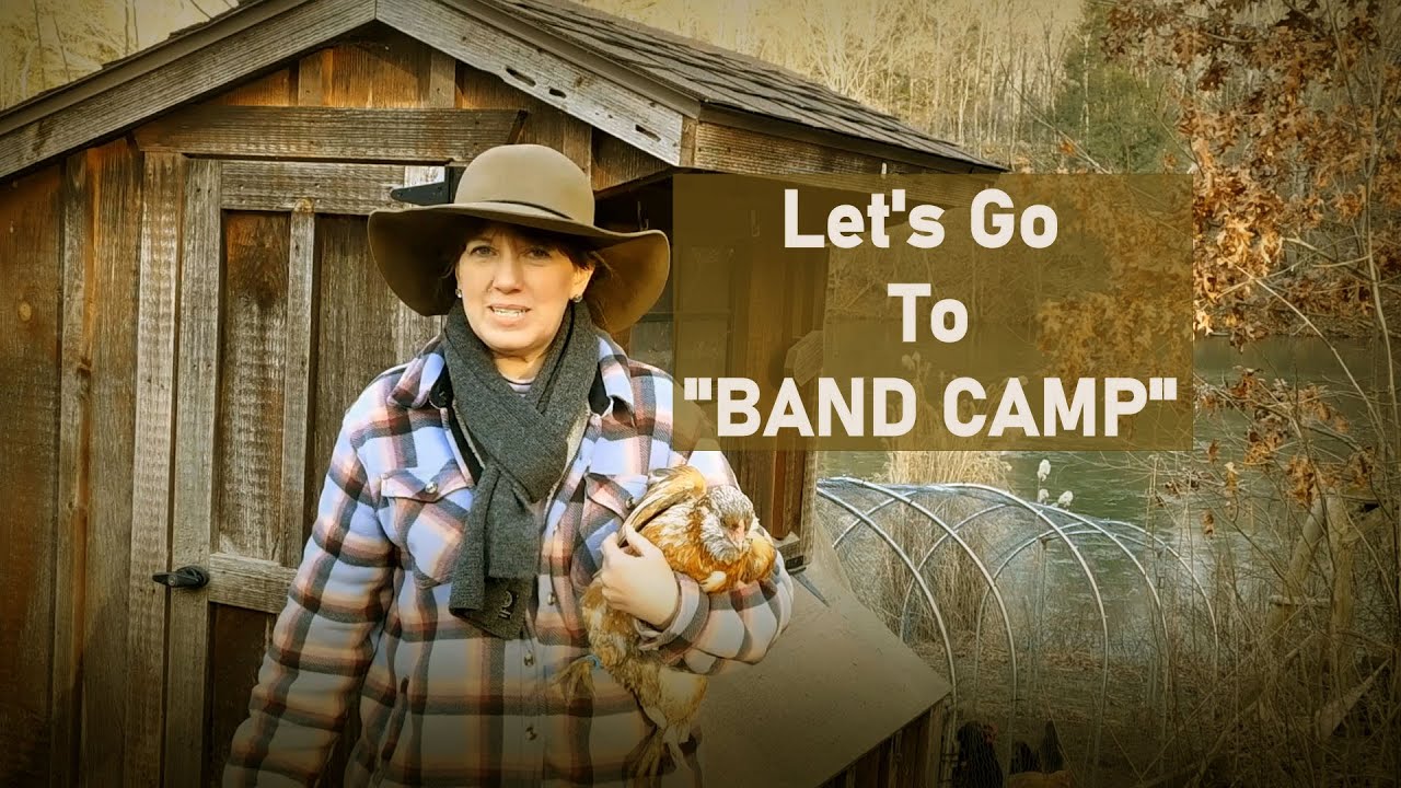Banding Chickens – Why and How We Band our Birds at The Homestead