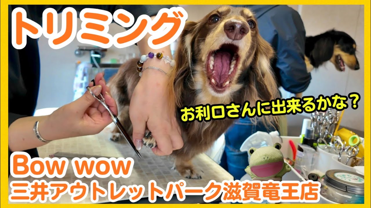 【トリミング】爪切り大嫌いなミニチュアダックスとトリマーさんの奮闘記  【Bow wow】