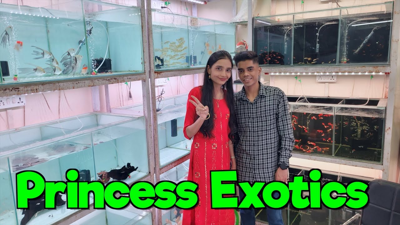 Aquarium Fish Stock at Princess Exotics I Delivery Available All Over India