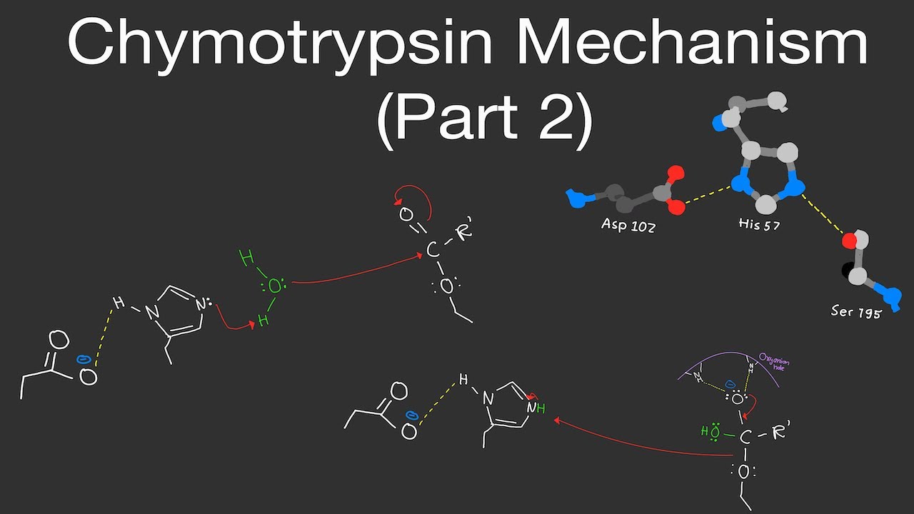 Biochemistry Chymotrypsin Mechanism (Part 2) (Oxyanion Hole) (Water Molecule)