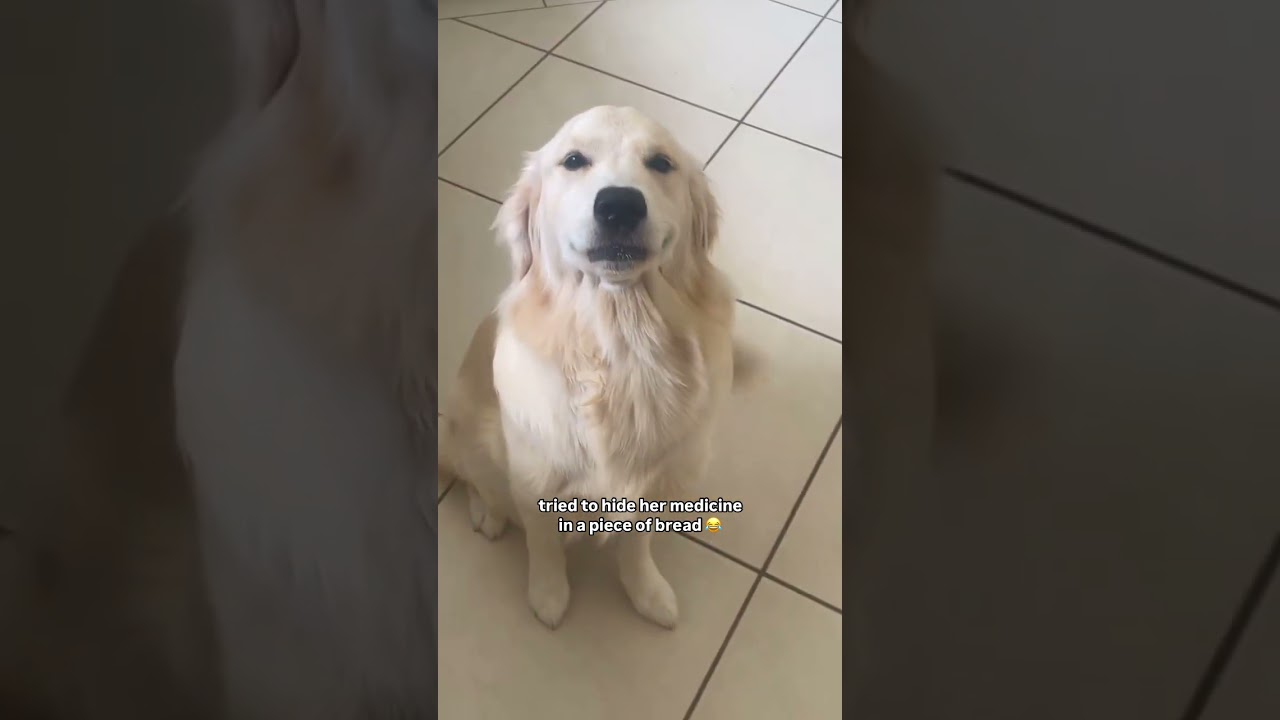 Когда пытаешься дать лекарство умной собаке 😂
