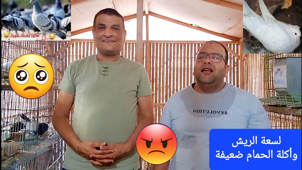 الحمام🕊 أكلته ضعيفة 😥وكمان فىه لسعة فى الريش 😔والحر عامل عمايله😡 نعمل إيه؟🧐 #حمام #عصافير #بغبغان 👍