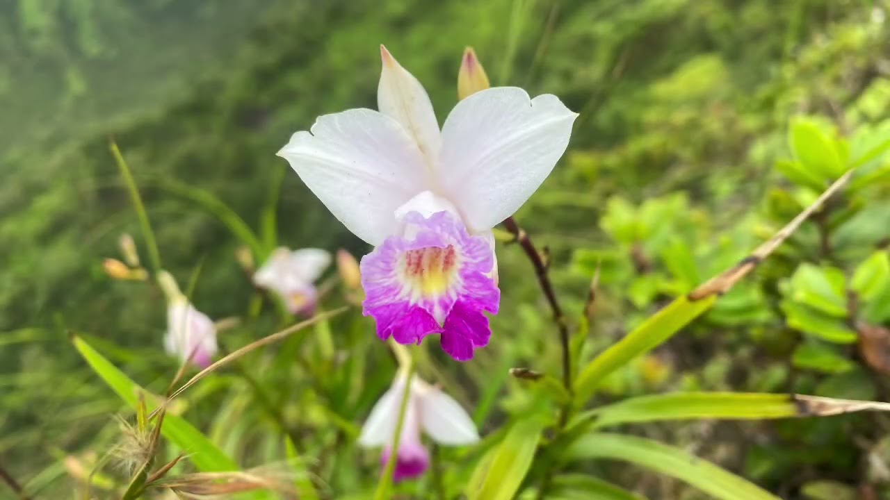 Moanalua Valley Trail Hawaii