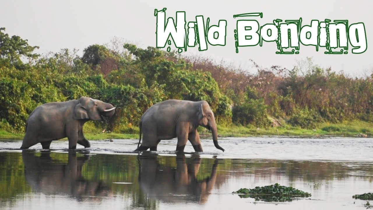 Wild Bonding l Elephant l Wildlife l Buxatigerreserve l Forest l Dooars #samrattourworld