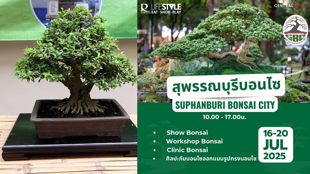 ประชาสัมพันธ์งานบอนไซ โรบินสันสุพรรณบุรี ชมรมสุพรรณบุรีบอนไซคลับ (Robinson Lifestyle Suphanburi)