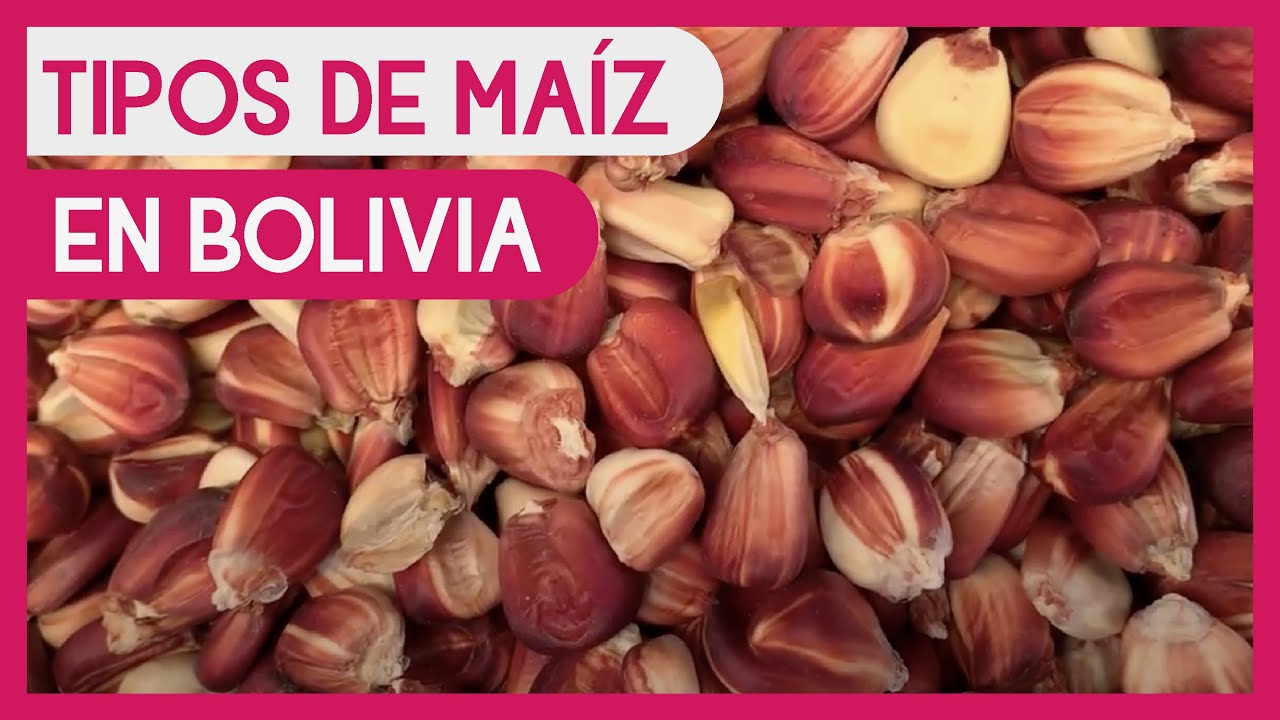 Tipos de maíz en el Mercado de la Cancha, Cochabamba, Bolivia