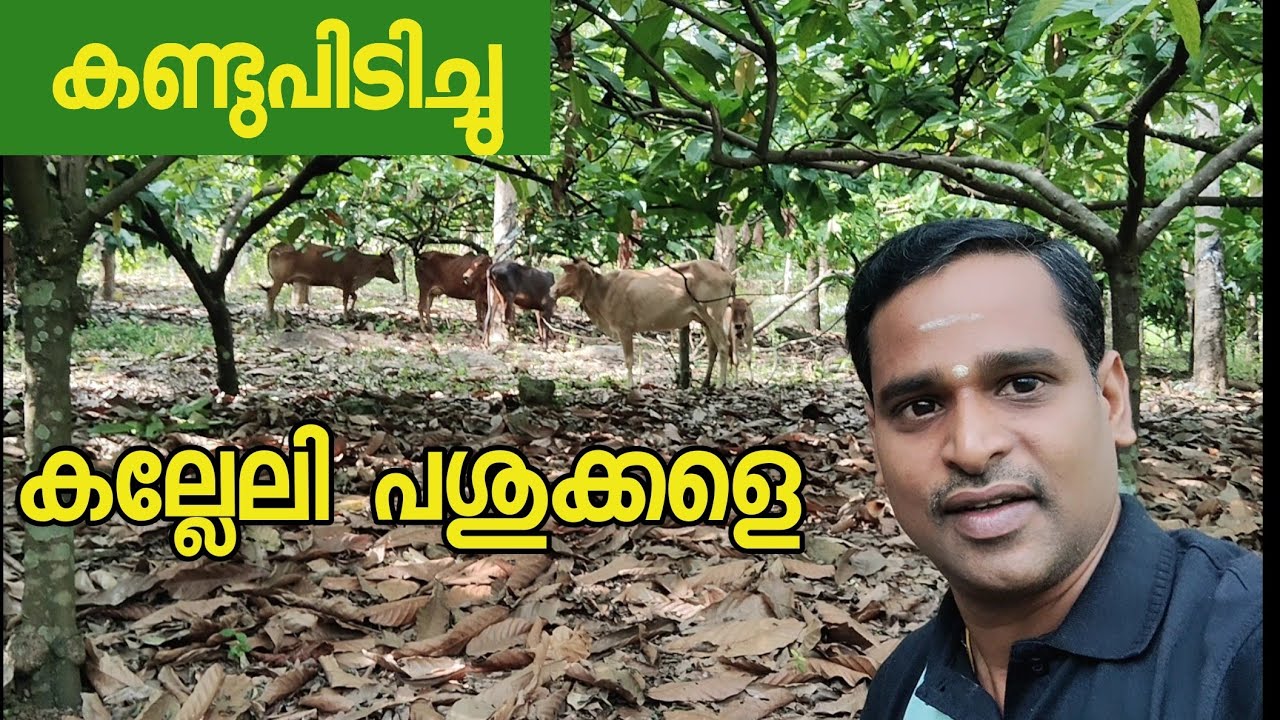 വനത്തിനുള്ളിൽ കല്ലേലി പശുക്കൾ Wild cows malayalam