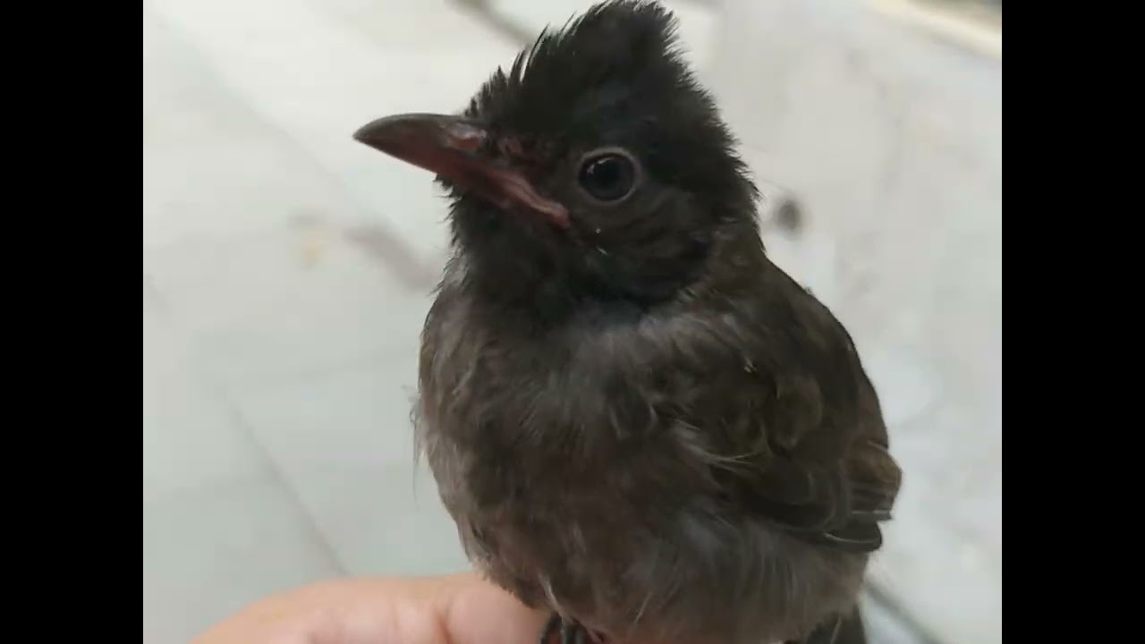 BULBUL 