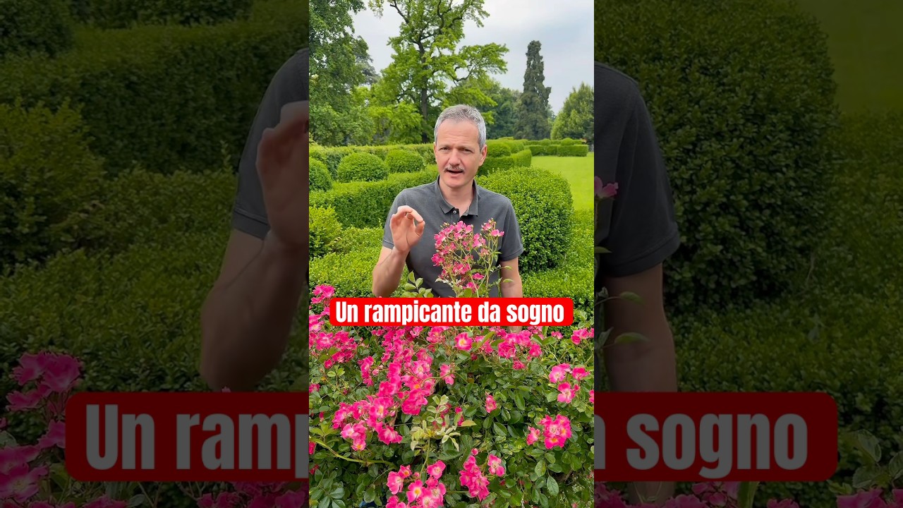 Un rampicante da sogno. #giardinaggio #faidate #piante #rose #rosa #fiori #giardino #natura