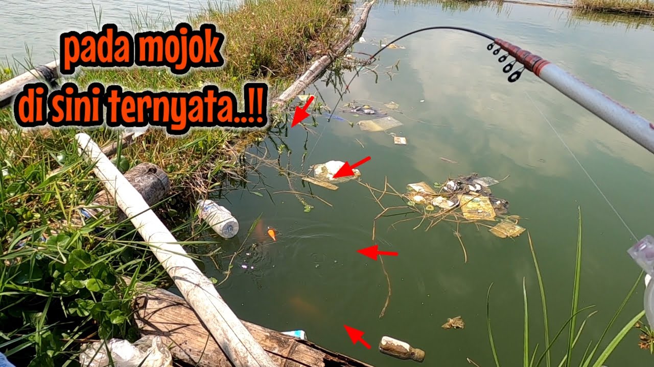 SEPASANG BABON LAGI MOJOK TERTANGKAP‼️mancing ikan hama red devil NAHOL MANIA