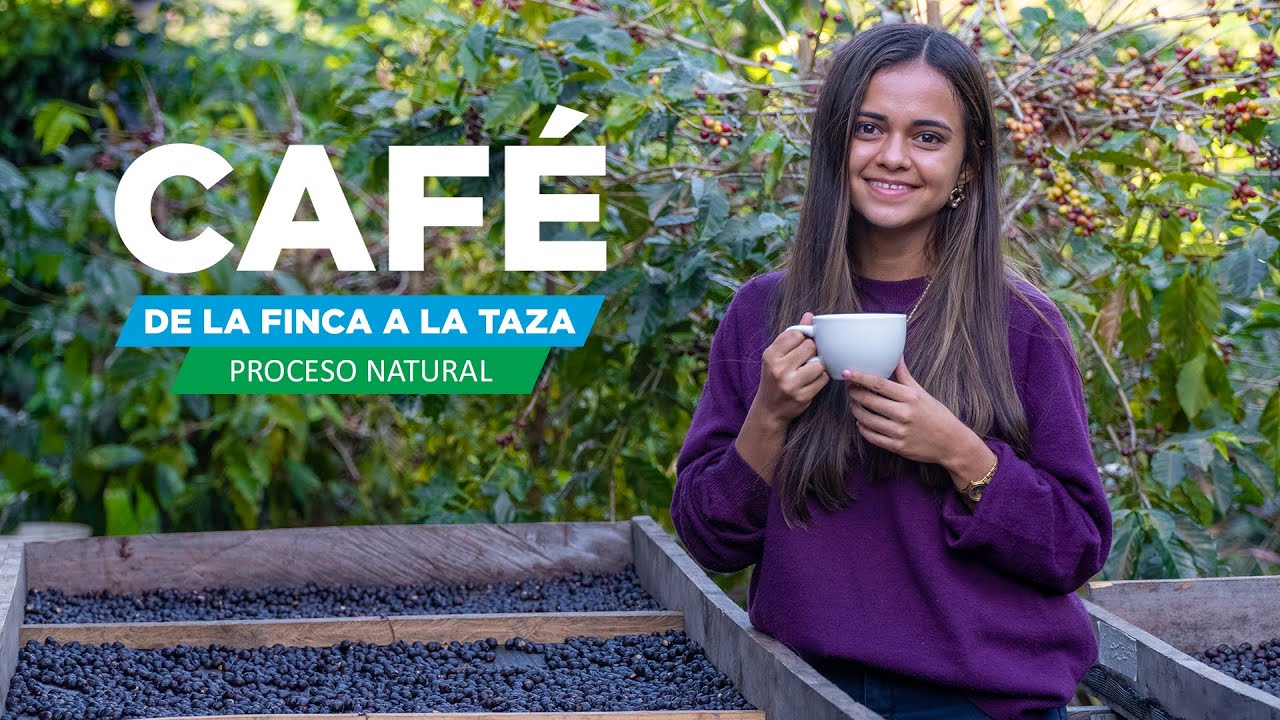 Cómo se hace un buen café | Proceso natural