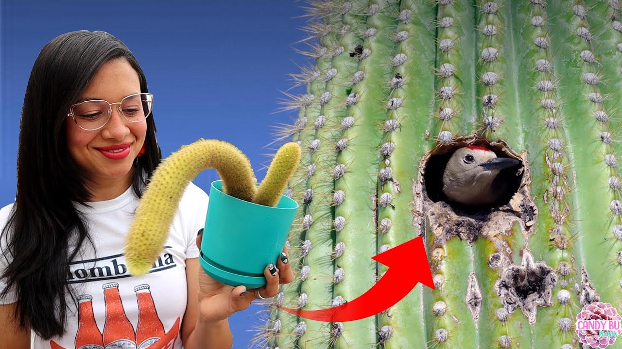 10 DATOS CURIOSOS SOBRE LOS CACTUS QUE TE SORPRENDERÁN | Candy Bu