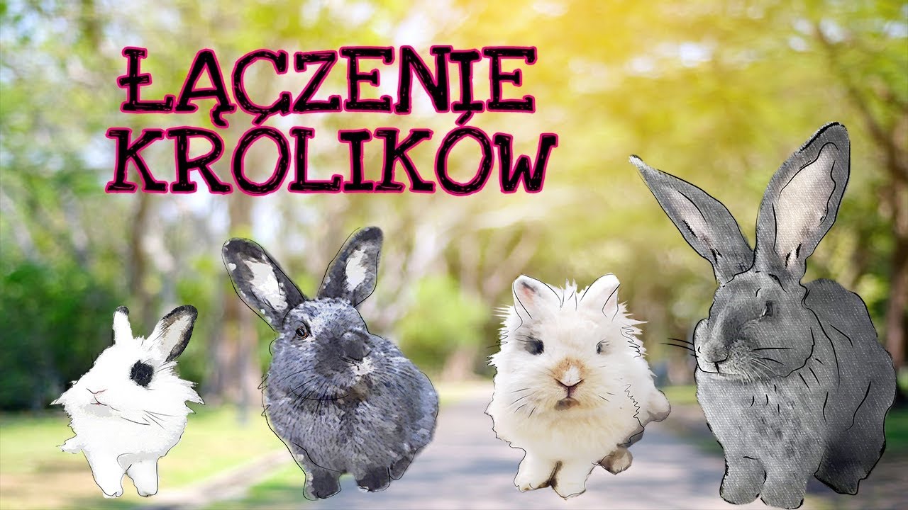 Łączenie 4 królików - zaprzyjaźnianie królików krok po kroku | Uszatkowe Rady