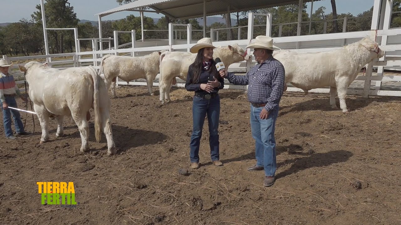 Tierra Fértil Tv- Manejo en ganado Charolais y Angus(18.01.25)