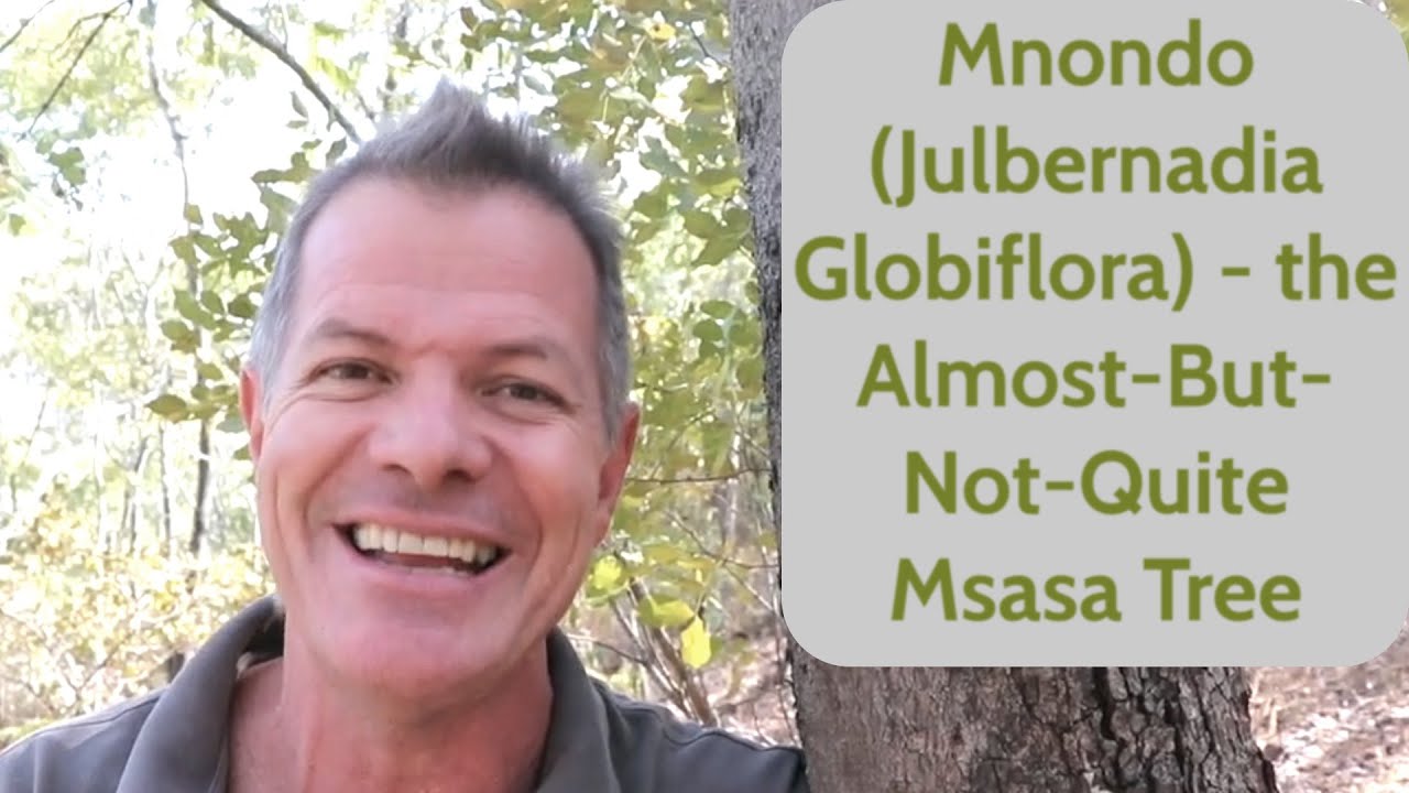 Mnondo (Julbernadia globiflora) - the Almost-But-Not-Quite Msasa Tree