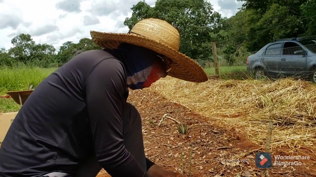Canteiro de Agrofloresta Usando (Braquiaria + serrapilheira)
