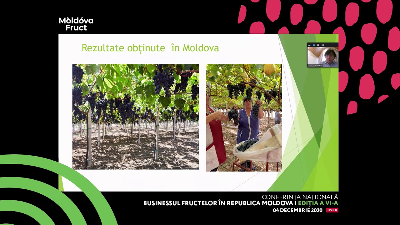 Andrei Botezatu: Soiuri de struguri de masă în sistemul Pergola și Tendone