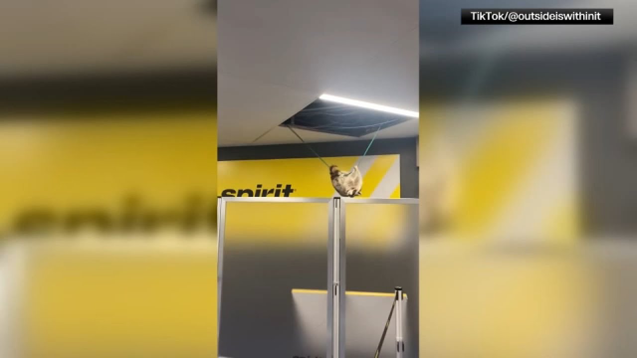 Raccoon falls from ceiling at Laguardia airport
