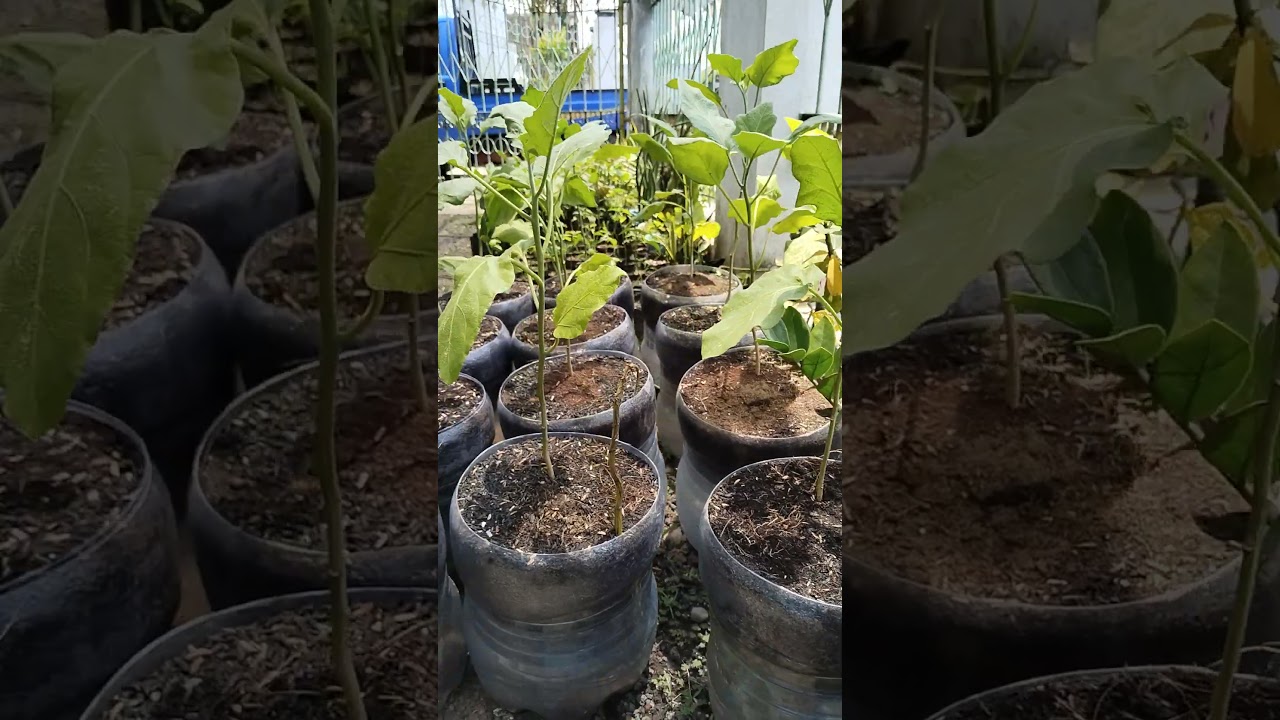 Sampah jadi Berkah