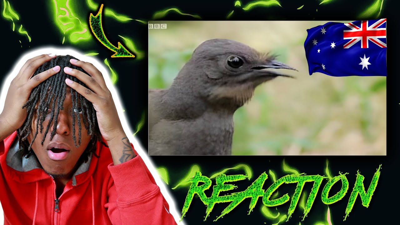 Reaction To Attenborough - The Amazing Lyre Bird Sings Like A Chainsaw!