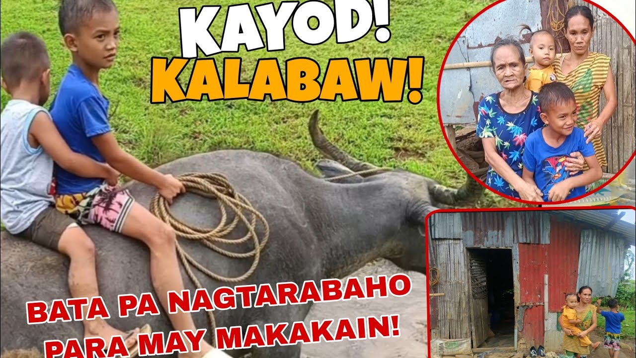 KAYOD KALABAW SA MURANG EDAD 