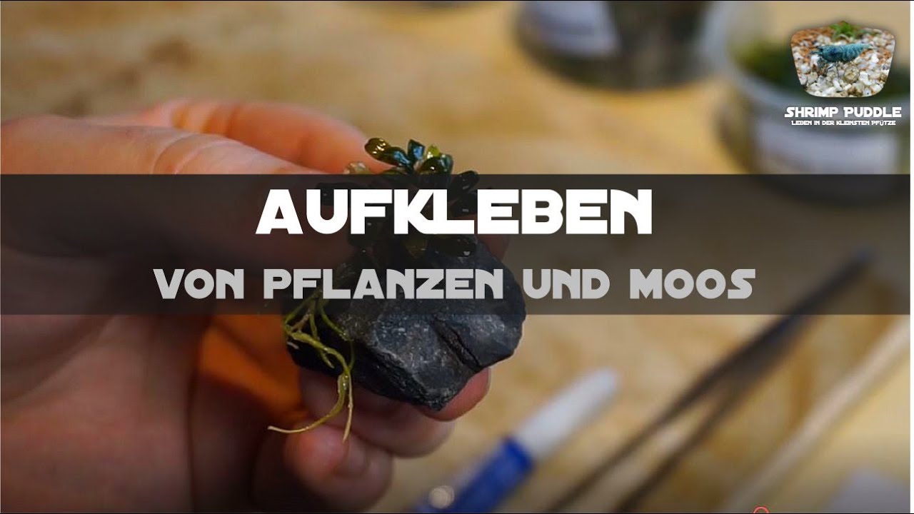 PFLANZEN UND MOOSE AUFKLEBEN