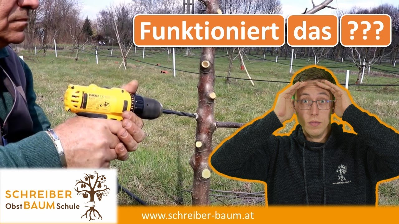 Fake oder echt? Veredeln mit der Bohrmaschine - Tipps zum Obstbäume Veredeln