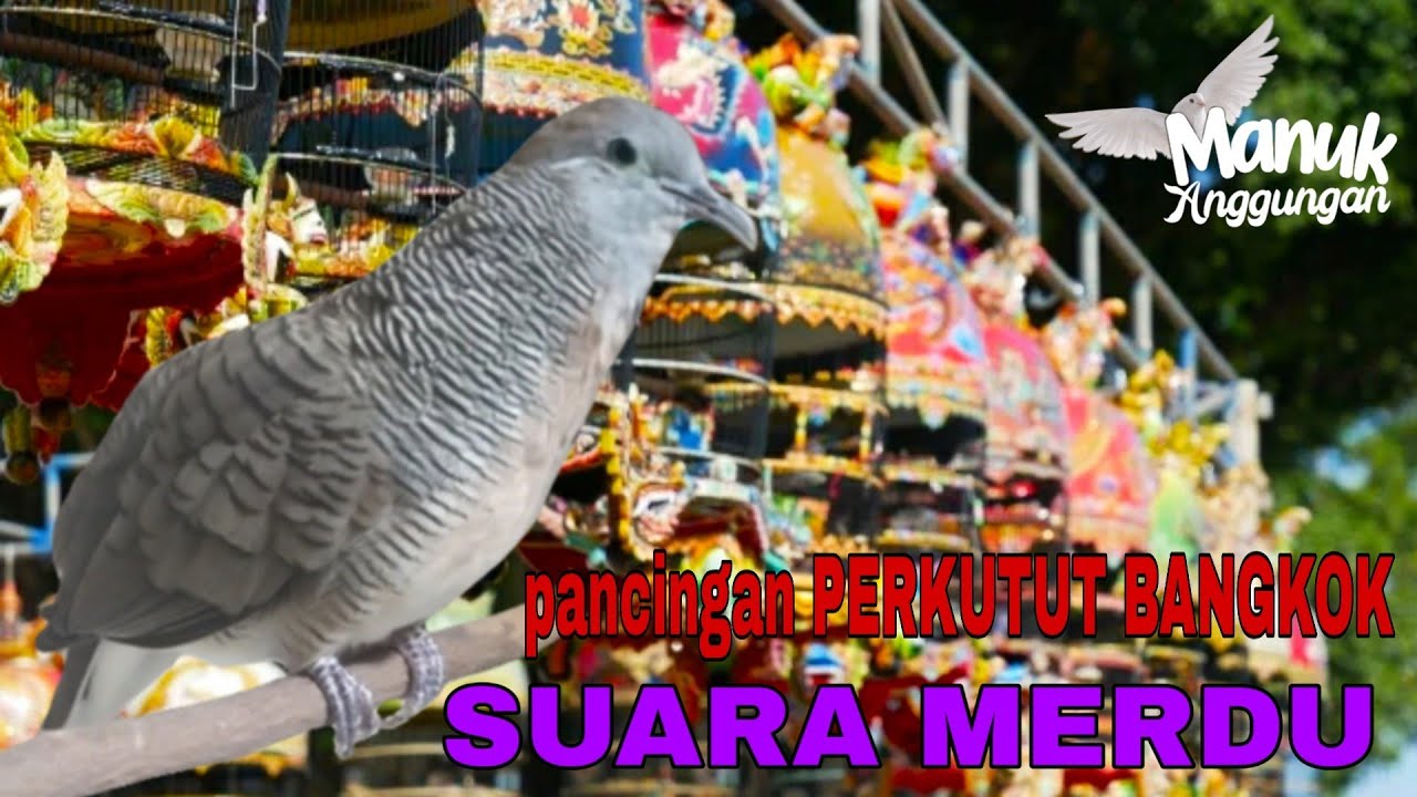 Pancingan Perkutut Bangkok Suara Merdu JUARA NASIONAL