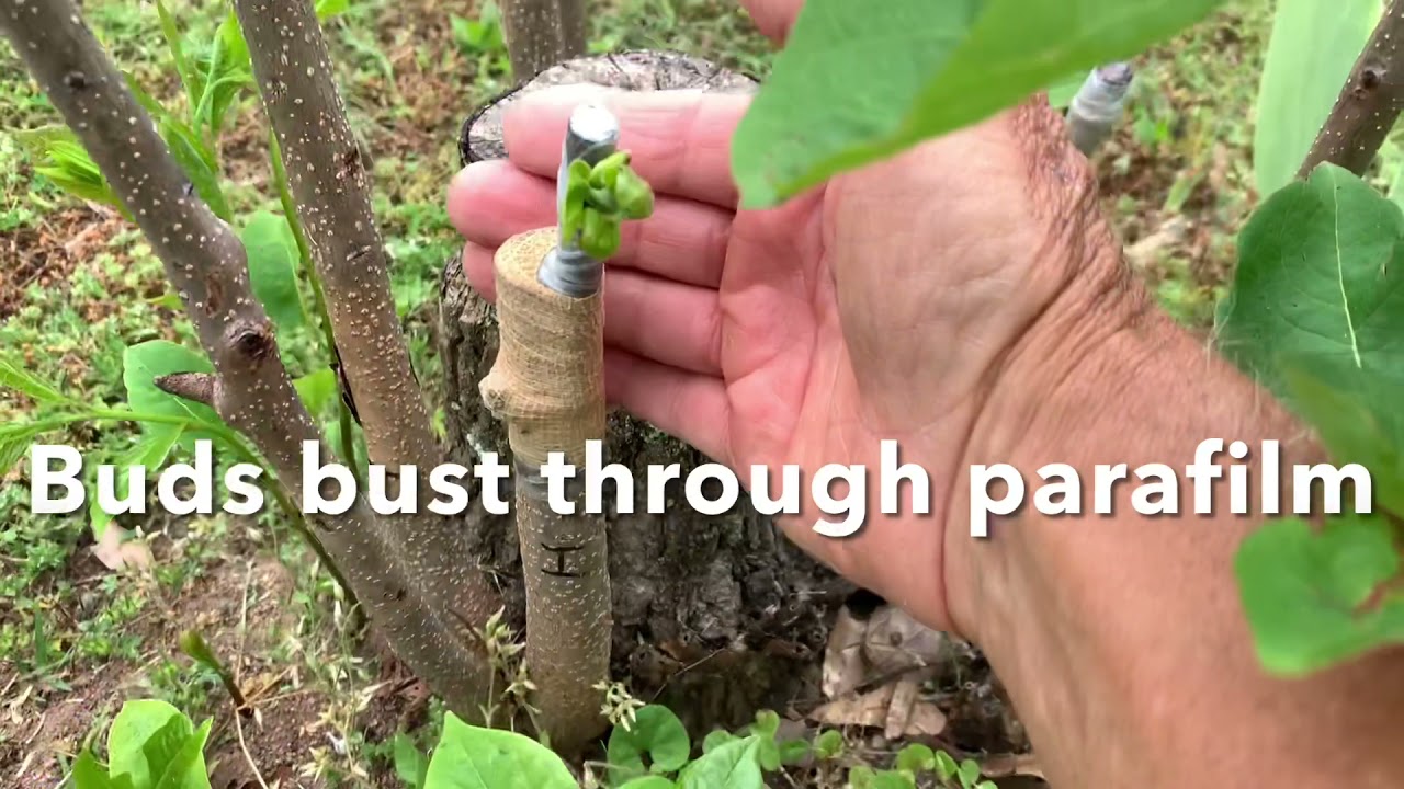 Fuyu persimmon chip bud grafting - 2 month follow up