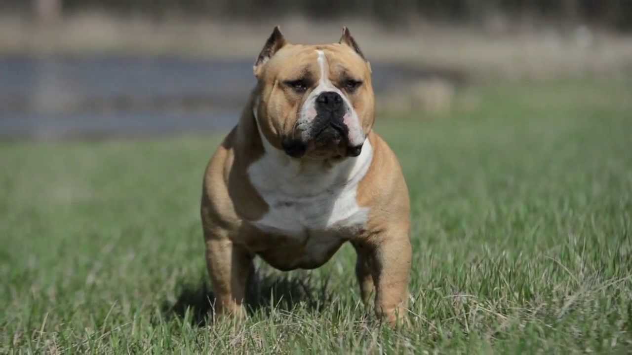 MAGOO
