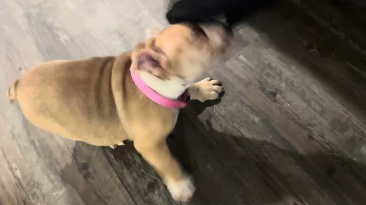 GET A BULLDOG THEY SAID😭