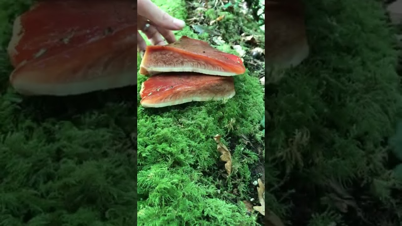 Beefsteak Mushroom #forager #mushroom #vegan