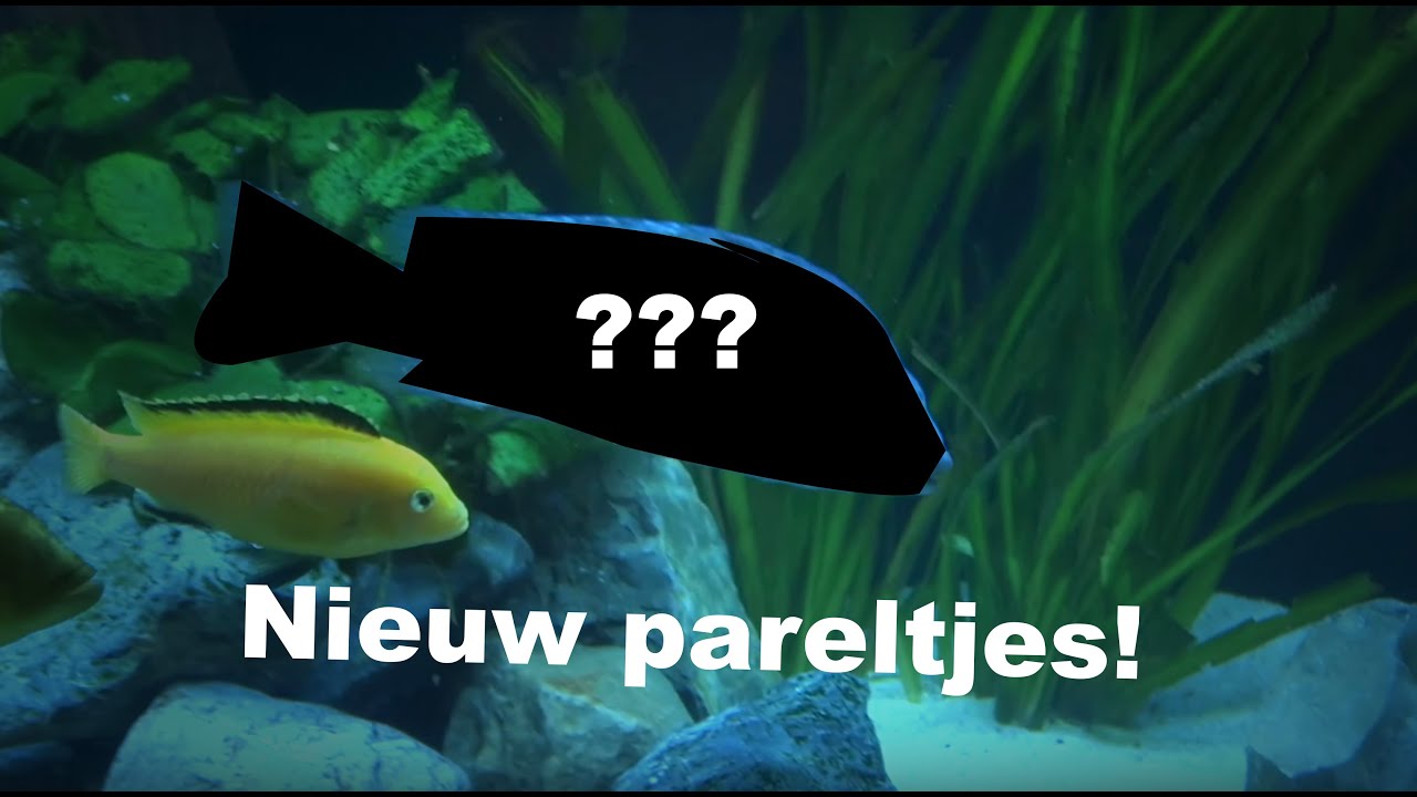 Malawi alert! Meer nieuwe aquarium vissen; Placidochromis sp  ''Phenochilus Tanzania'' spiegel vis