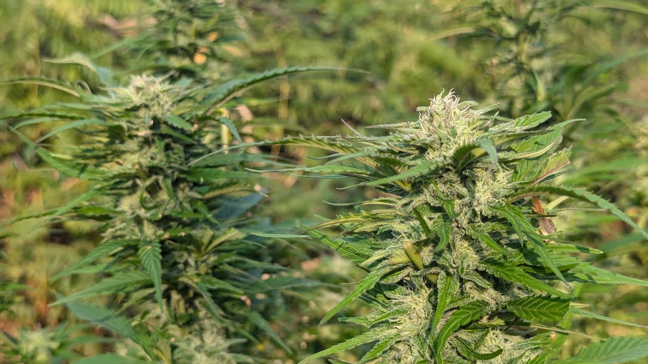 Guerilla Grow UK... HARVEST DAY 🤗
