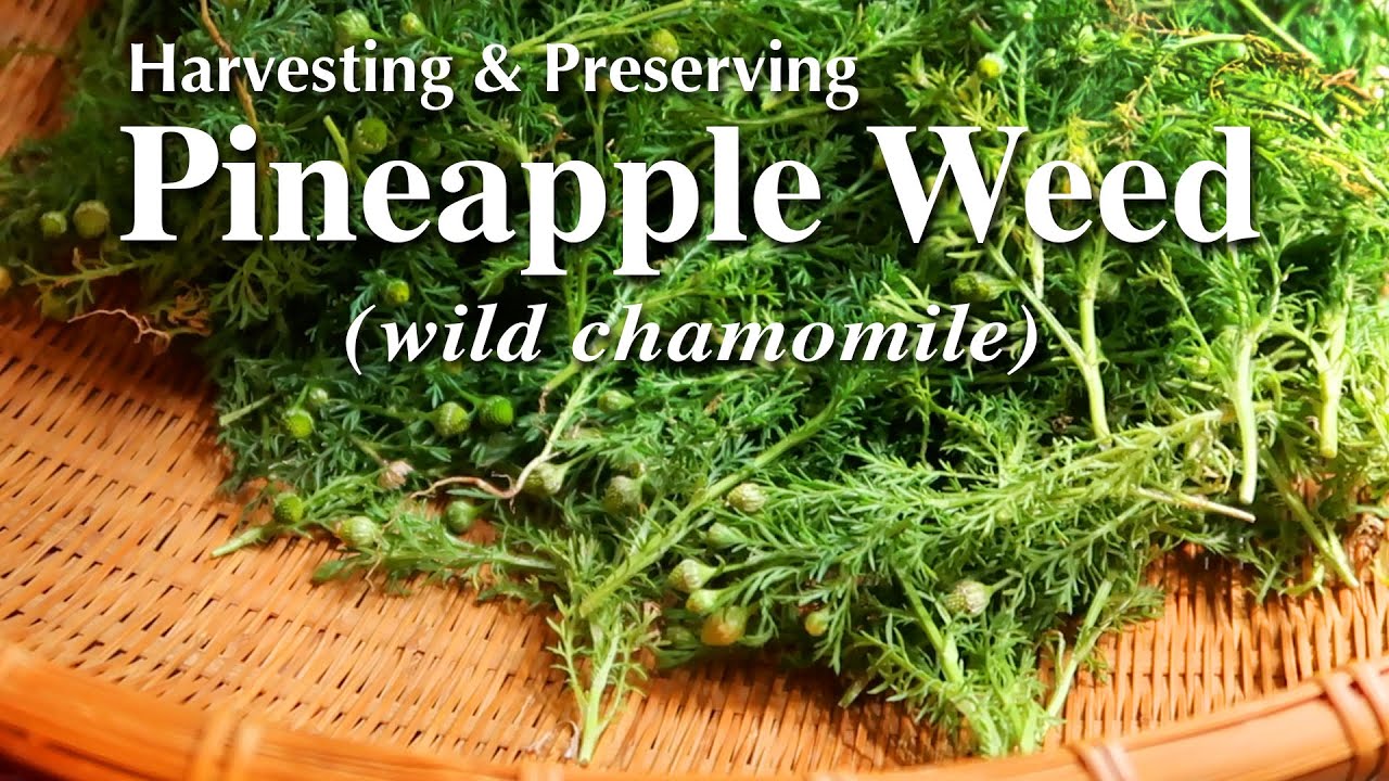 PINEAPPLE WEED (wild chamomile) • Harvesting & Preserving